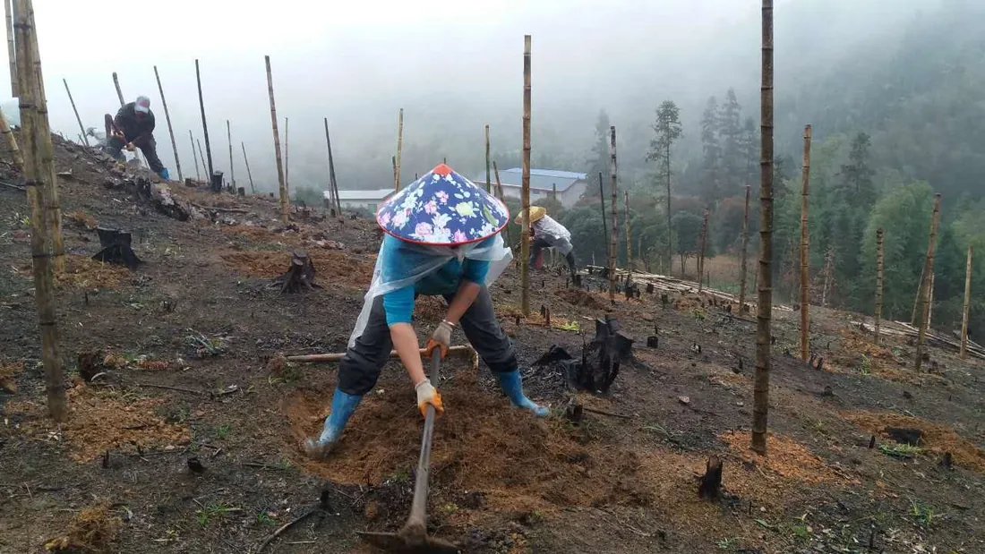 Budidaya dan asal bahan baku
